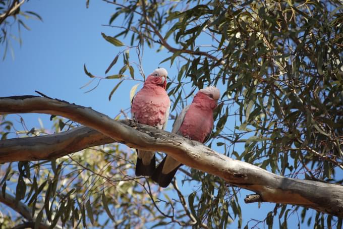 Birdworld Kuranda Australia