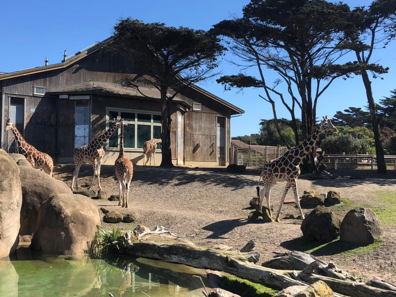 Experience a day at the San Francisco Zoo