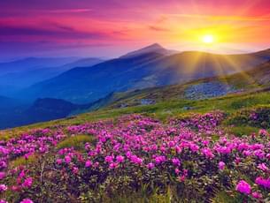 Colourful Rhododendrons at Yumthang Valley 