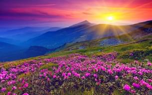 Colourful Rhododendrons at Yumthang Valley 