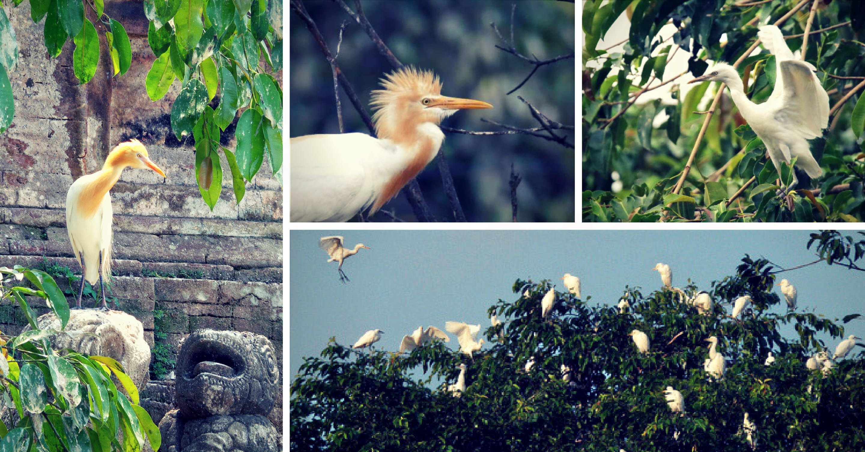 Bird Village Of Petulu Overview