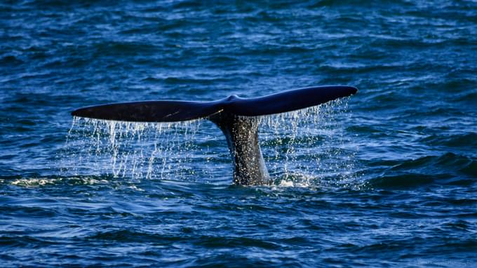 Hermanus Whale Watching