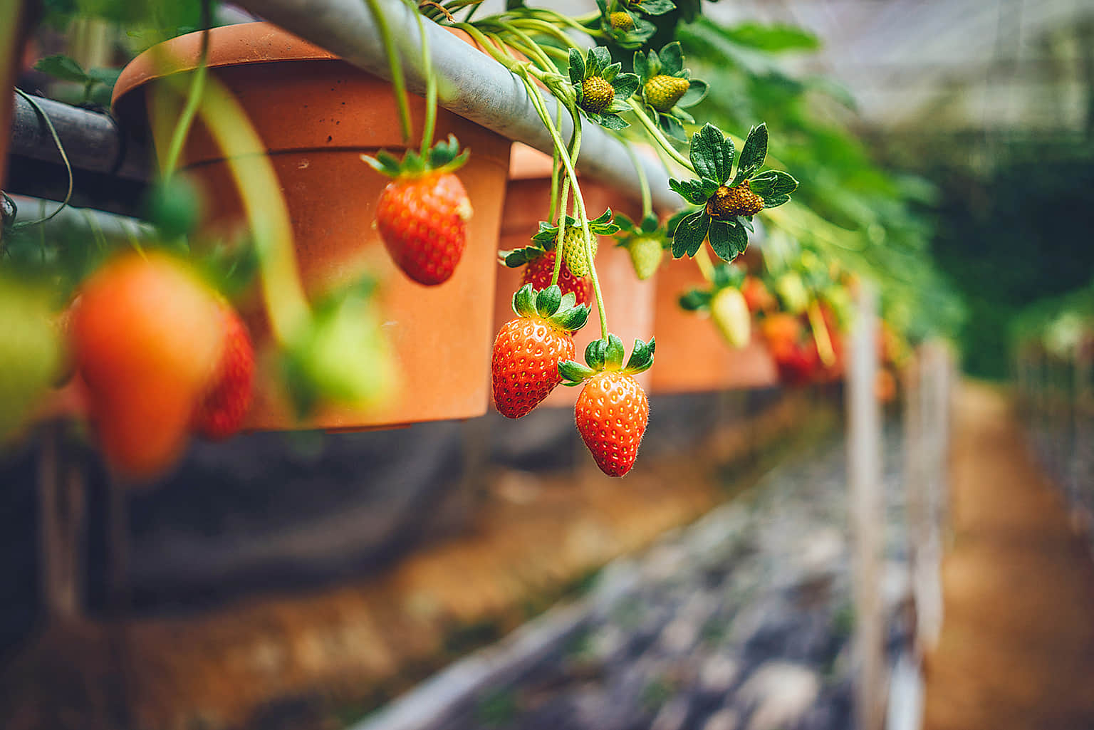 Big Red Strawberry Farm, <em>Cameron Highlands</em>