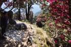 Feel the fresh breeze as you ascend toward the sacred Himalayan shrine