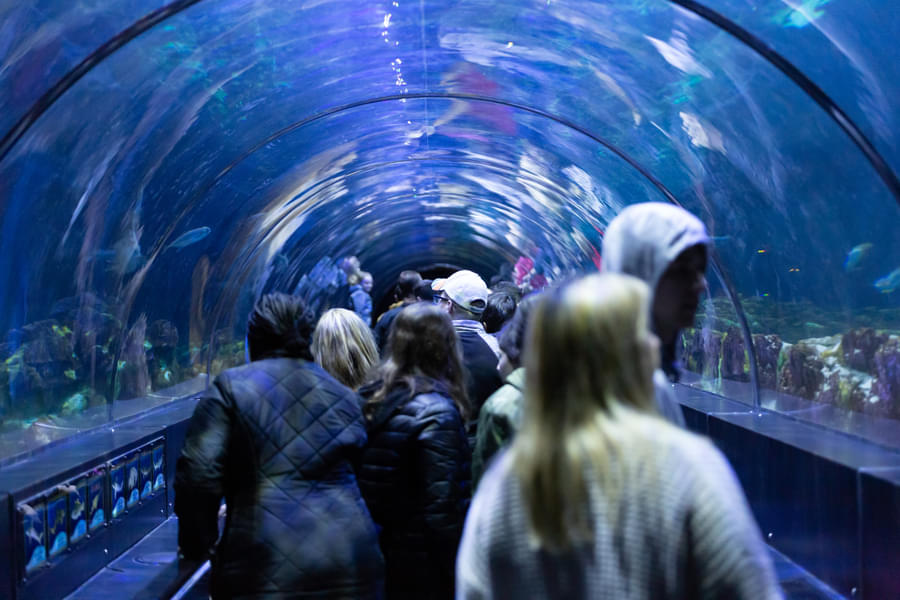 Stroll through the tunnel surrounded by numerous aquatic creatures