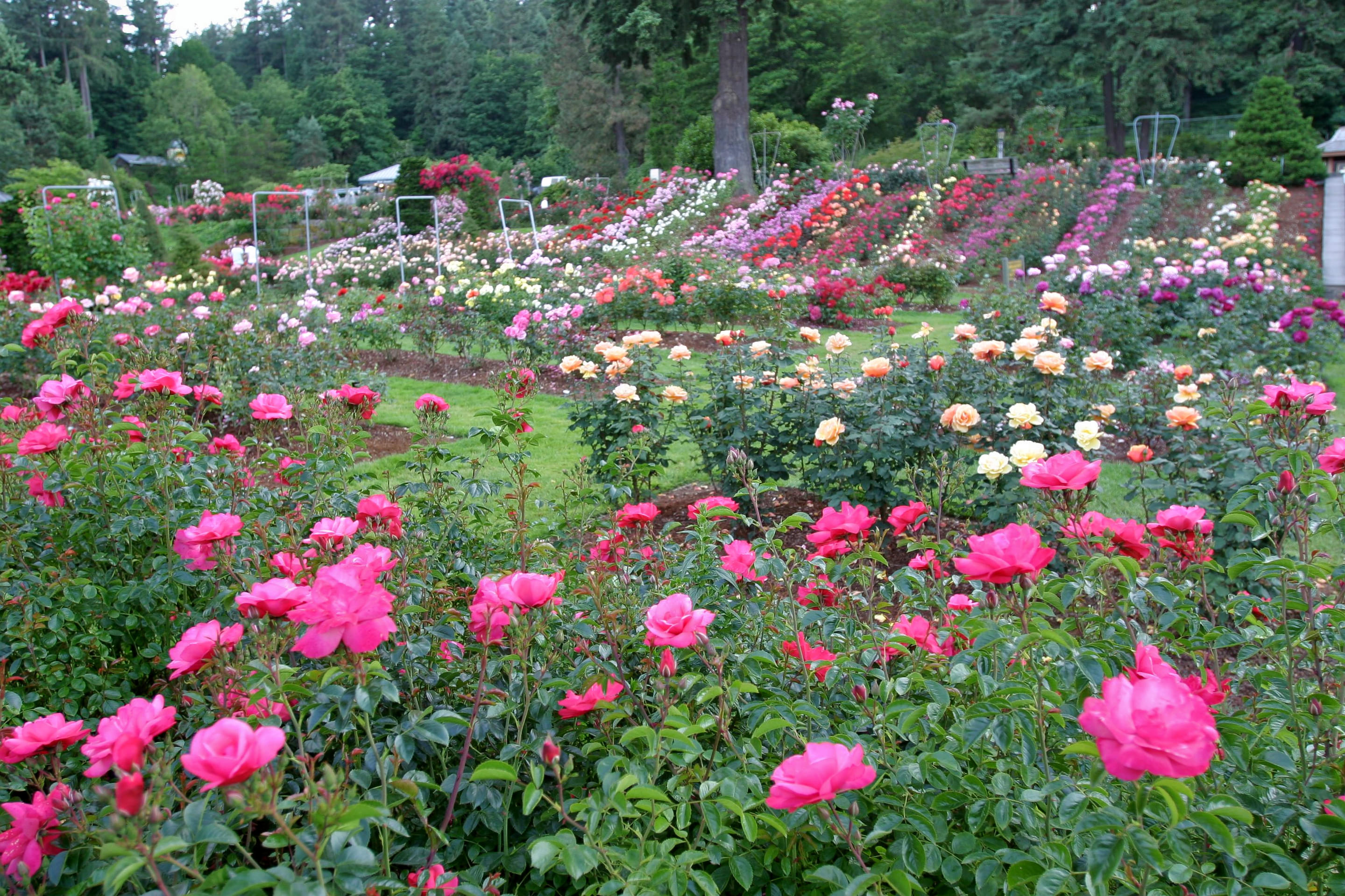Japanese Rose Garden Overview