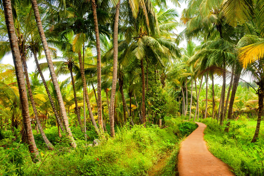 Kovalam Tour Package from Bangalore Image