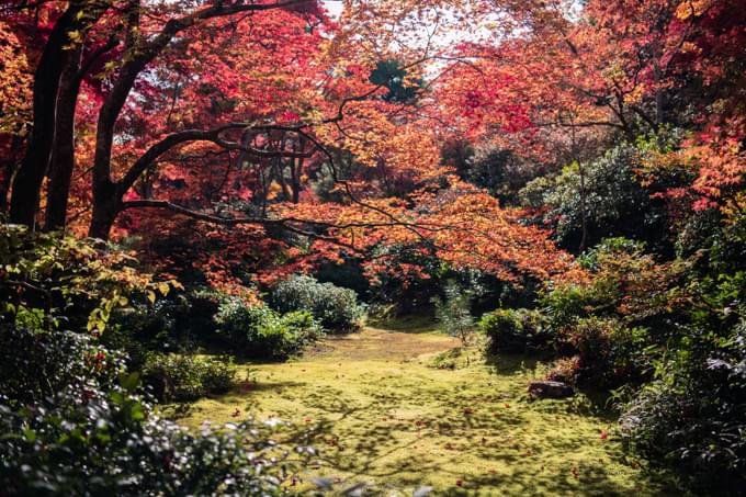 Arnold Arboretum