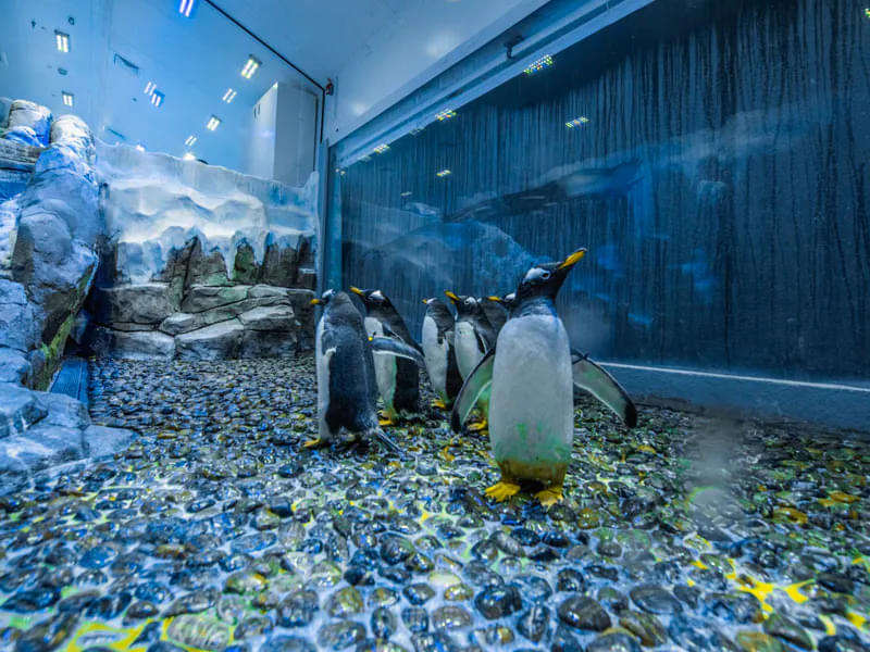 Dubai Aquarium & Penguin Cove Tickets
