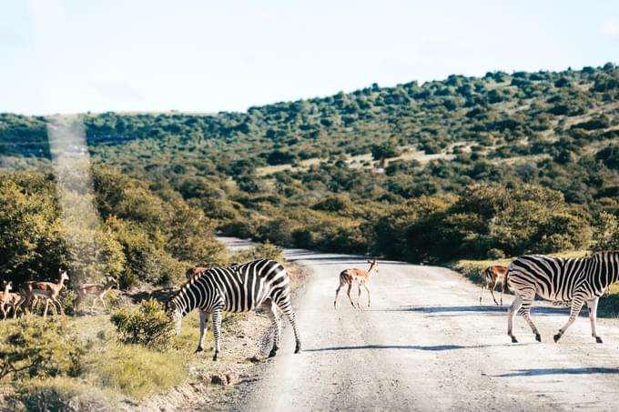 amboseli