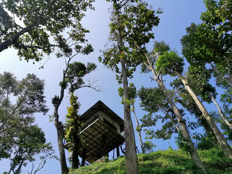 Tree House Stay in Thekkady Image