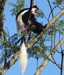 Blanck and white colobus in Philadelphia Zoo