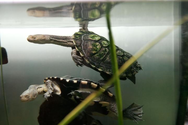 Long-Necked Turtle