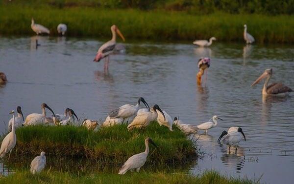 Birdwatching Amidst Rare Seabirds