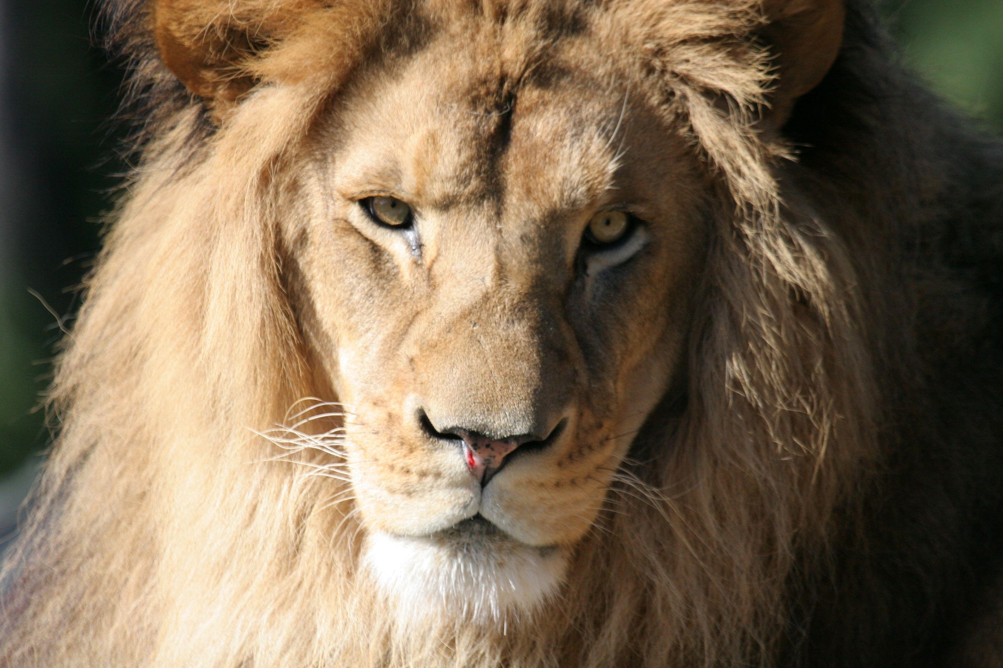 Wellington Zoo