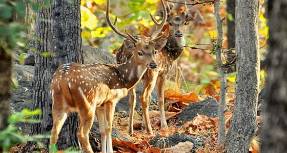 Pench & Tadoba Tour Image