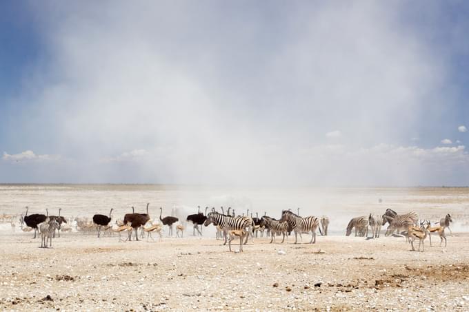 etosha.jpg