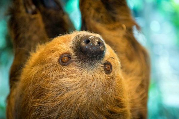 Sloth in houston zoo