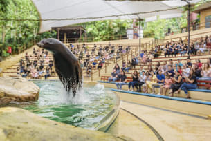 Splash Safari at the Singapore Zoo