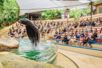Splash Safari at the Singapore Zoo