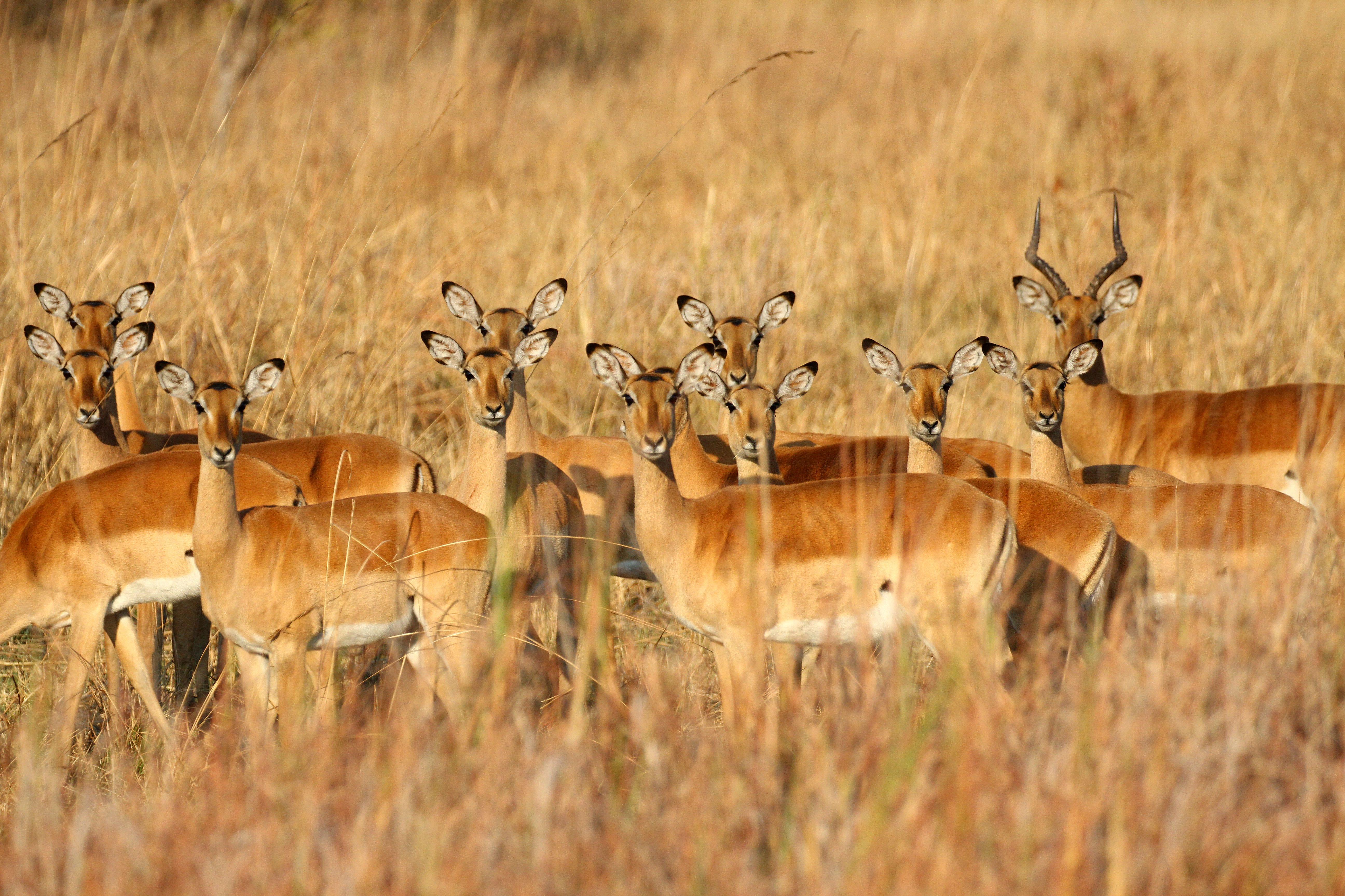 Kafue National Park