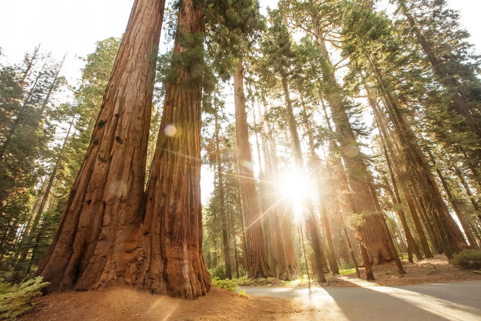 Trek Through Birch and Pine Forests