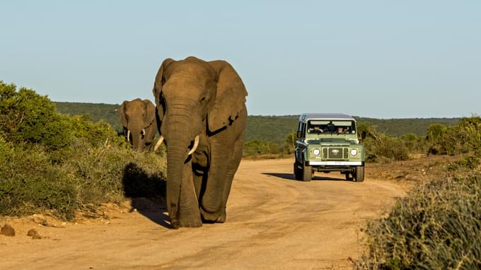 Addo Elephant National Park