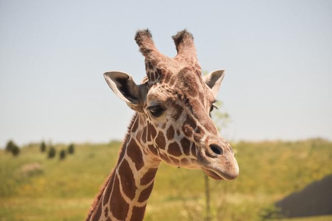 Giraffe Philadelphia in Zoo