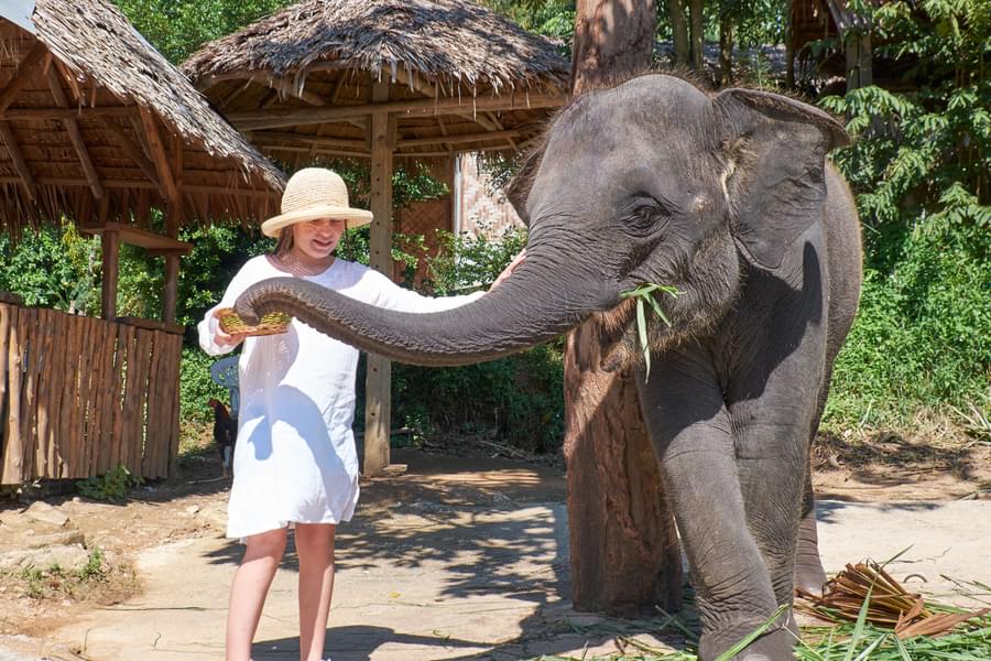 Phuket Elephant Jungle Sanctuary