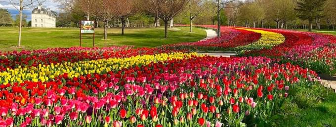 The Tulip Garden