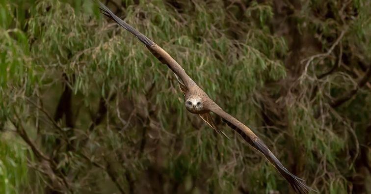 Eagles Heritage Wildlife Centre