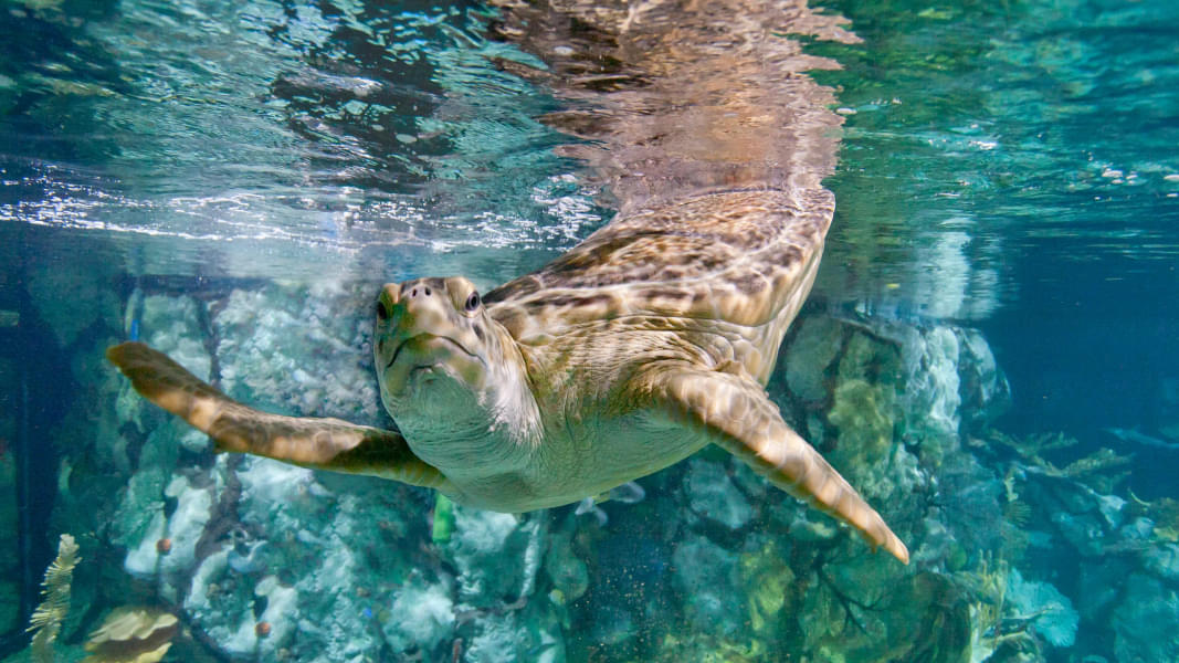 See the sea turtle floating under the water