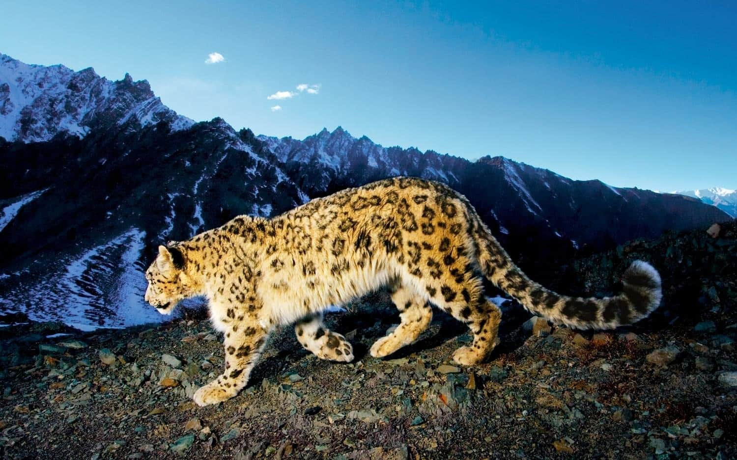 See the Wildlife