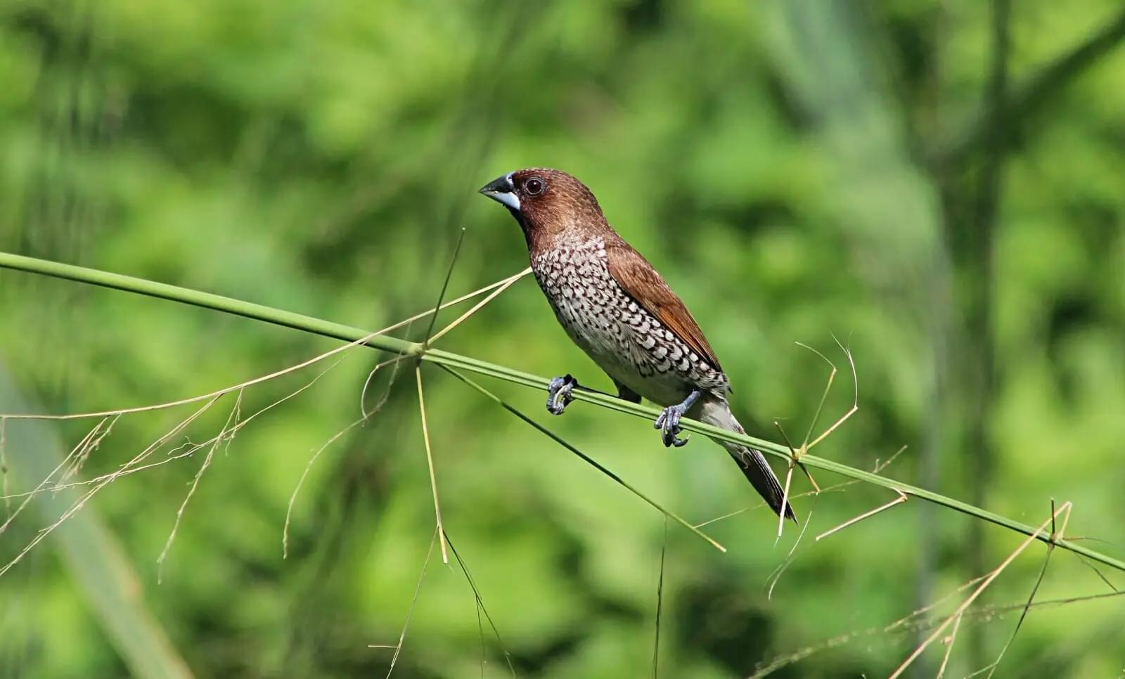 Watch the Beautiful Birds of the Sanctuary