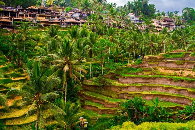 Amazing view of Tegallalang Rice Terrace