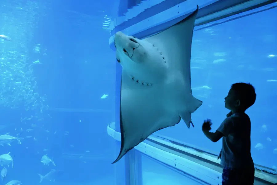 Osaka Aquarium Kaiyukan Tickets Image