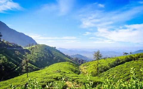 Best Homestays in Valparai