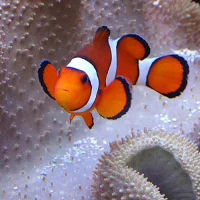 Clownfish Kingdom