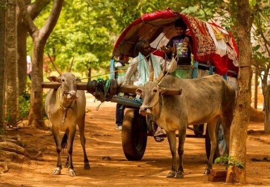 Try Bullock Cart & Tractor Rides