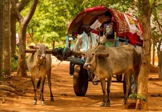 Try Bullock Cart & Tractor Rides