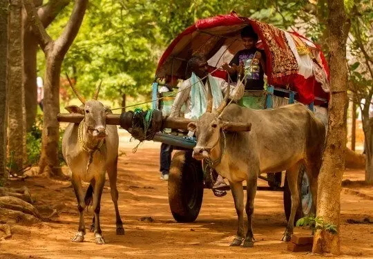 Try Bullock Cart & Tractor Rides