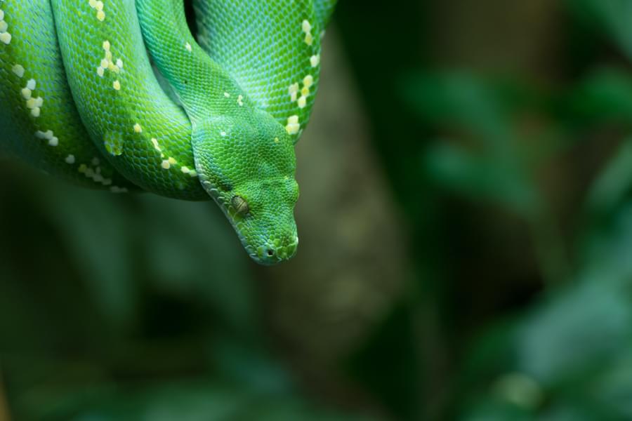 Python in Featherdale Wildlife Park