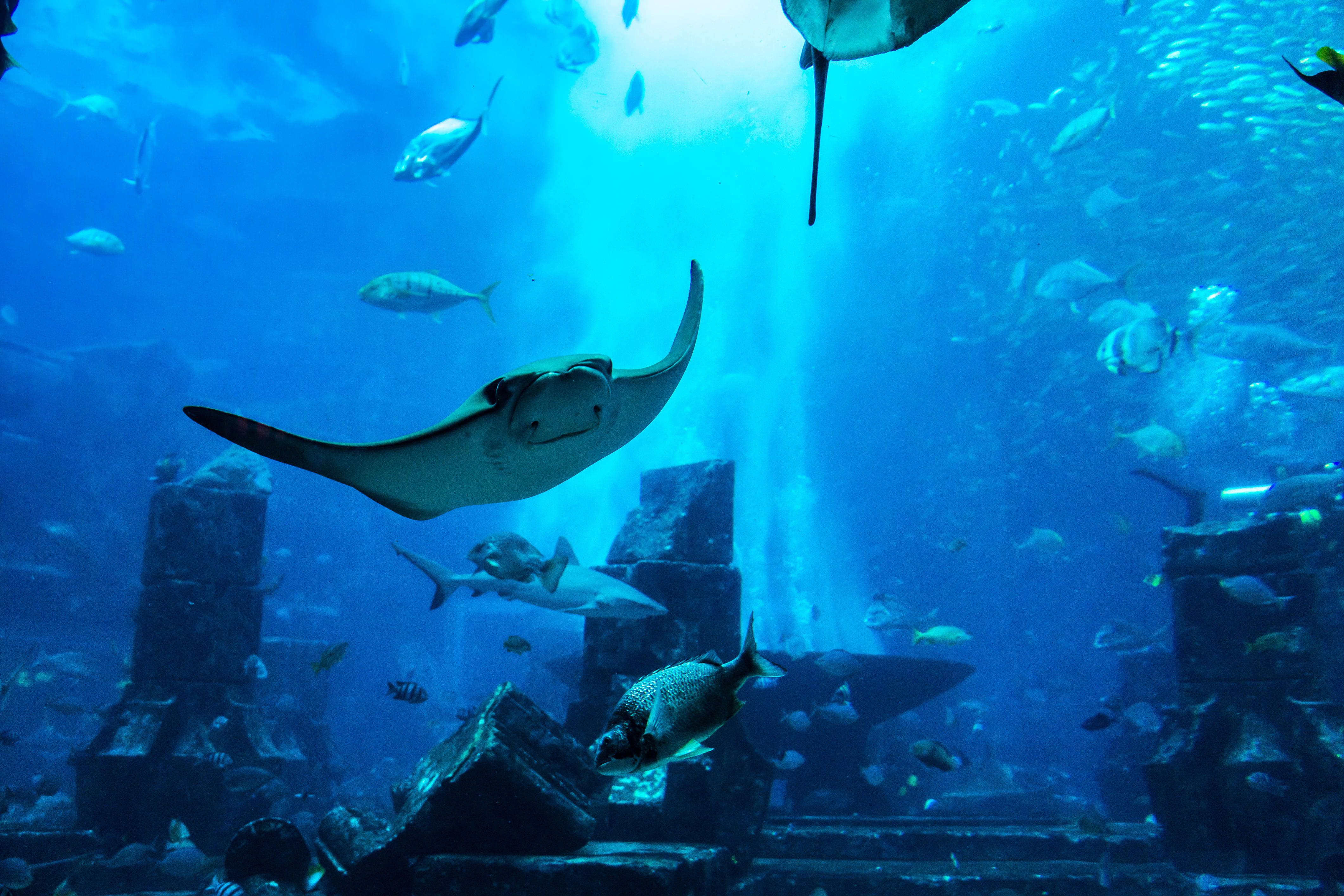 Dubai Aquarium 