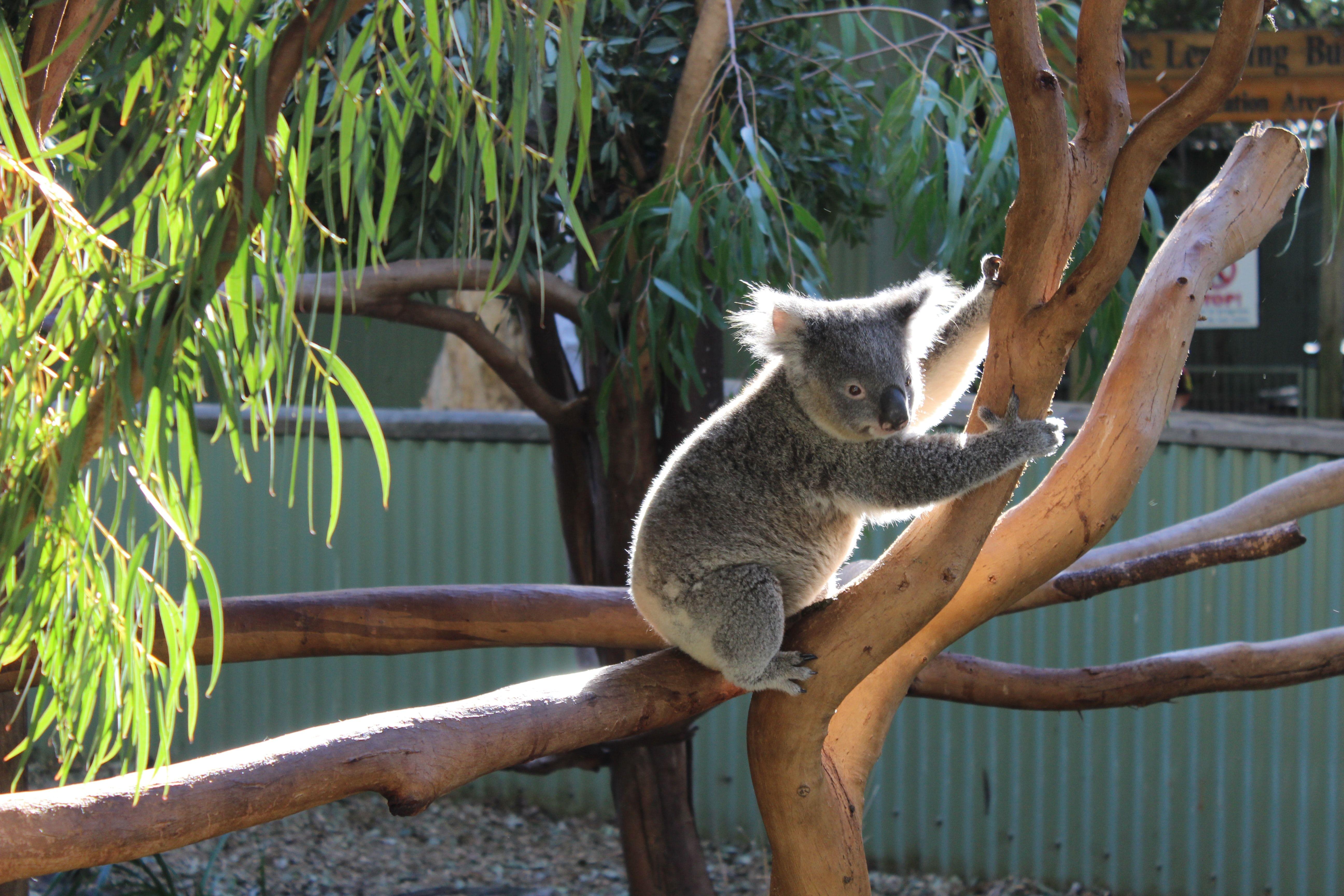 Koala in Australia zoo