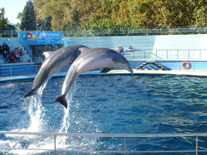 Dolphin in Barcelona Zoo