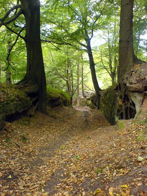 Robin Hood Way and Sherwood Forest Overview