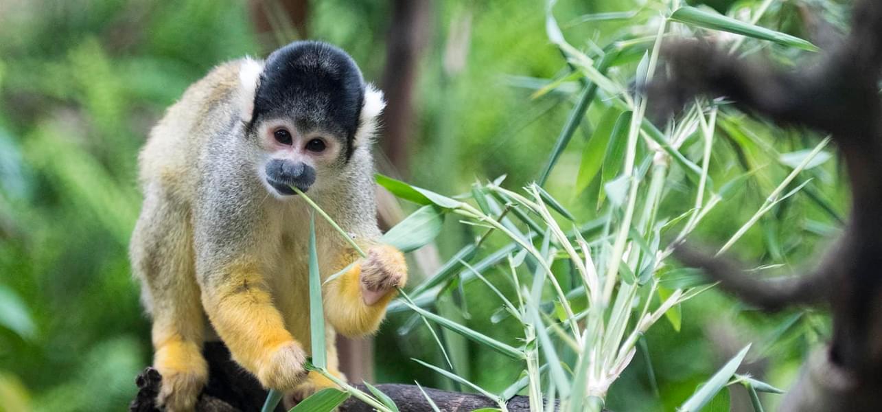 Marvel at the adorable squirrel monkey