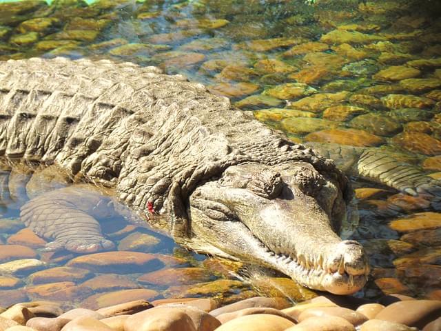 Crocodile Feeding