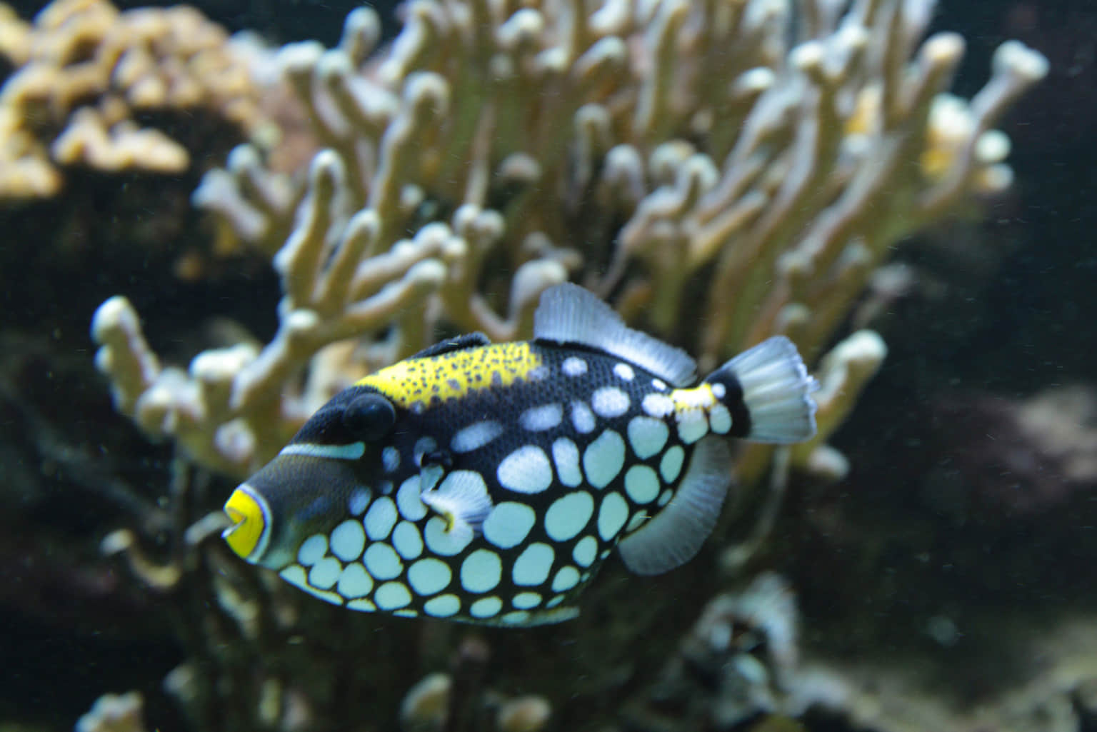 The Tropical Aquarium