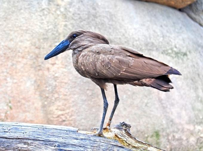 Hammer Bird in Valencia Bioparc